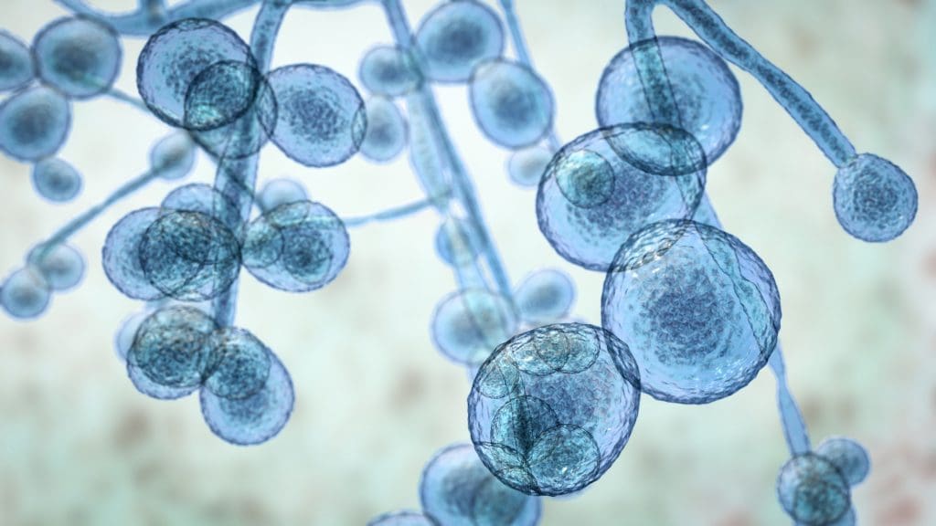 blue close-ups of bacteria