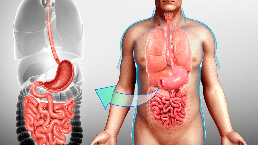 What is a Good Probiotic if You Have IBS?