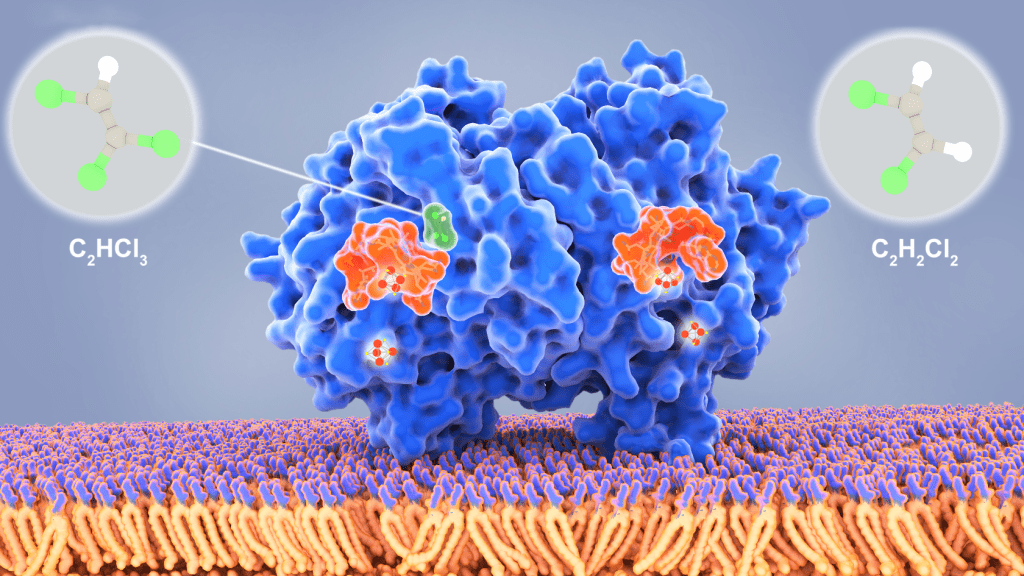 Supplements for Bloating 